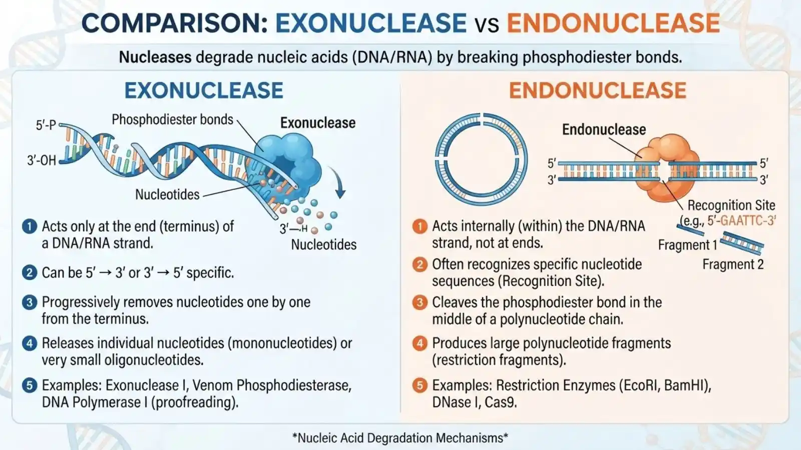 Exonuclease vs Endonuclease
